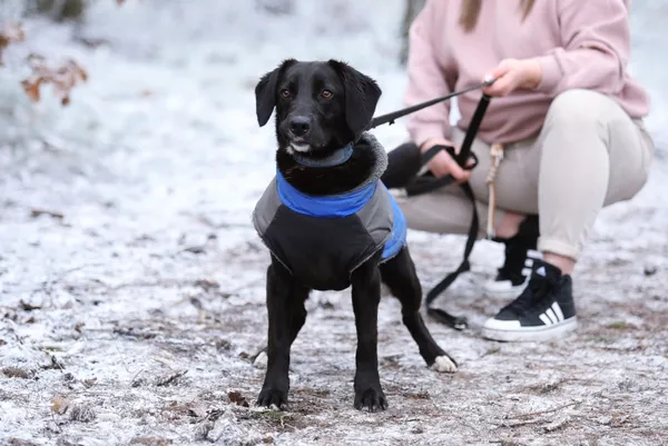 Pies do adopcji, Piła, 14 czerwca 2024 (4/5)