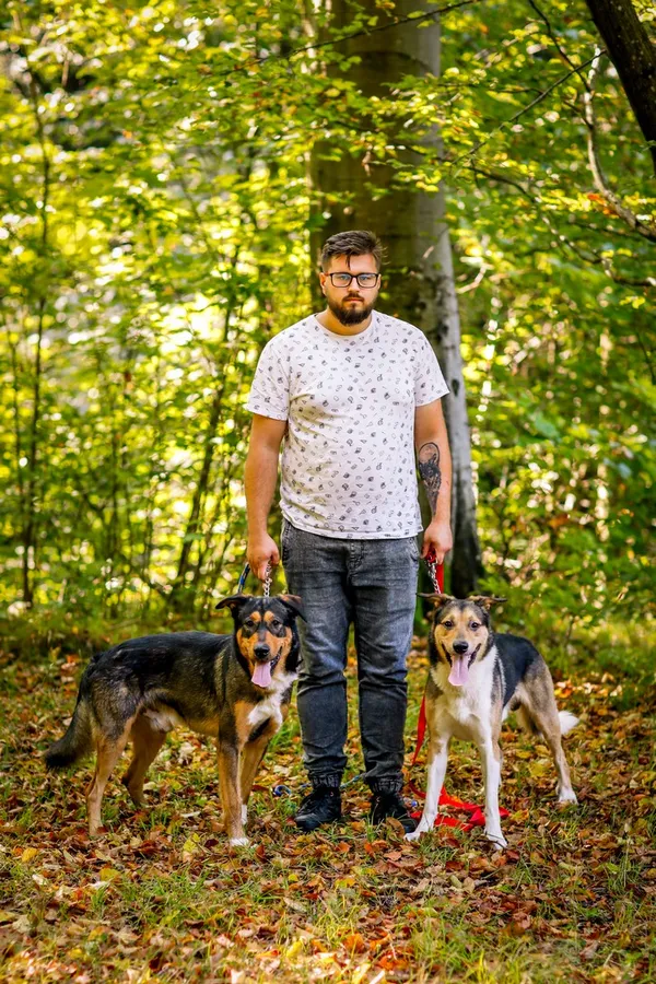 Pies do adopcji, Elbląg, 20 września 2024 (2/5)