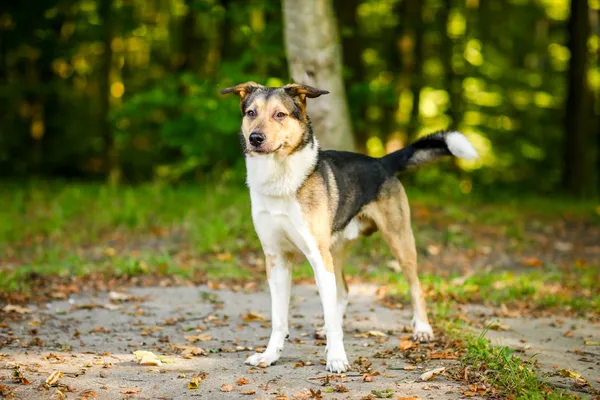 Pies do adopcji, Elbląg, 20 września 2024 (3/5)