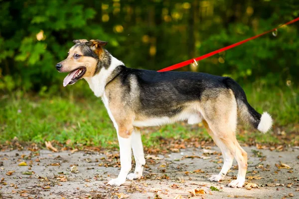 Pies do adopcji, Elbląg, 20 września 2024 (4/5)