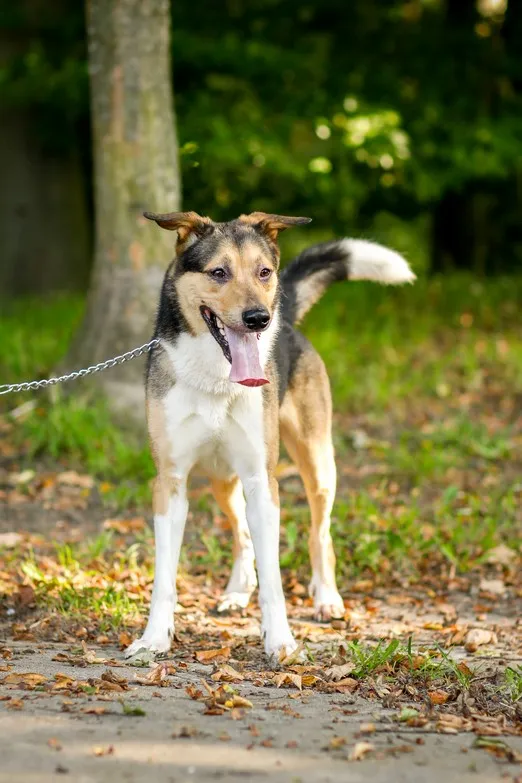 Pies do adopcji, Elbląg, 20 września 2024 (5/5)