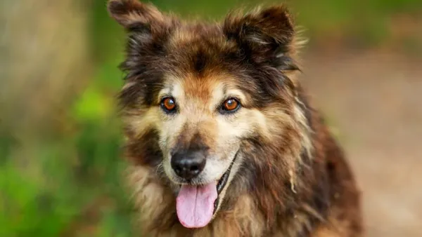 Pies do adopcji, Elbląg, 8 sierpnia 2024 (1/5)