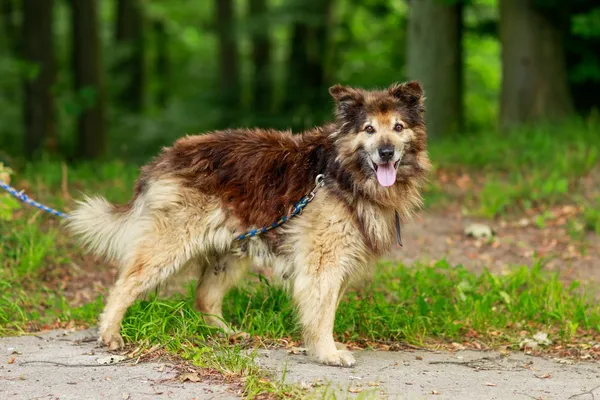 Pies do adopcji, Elbląg, 8 sierpnia 2024 (4/5)