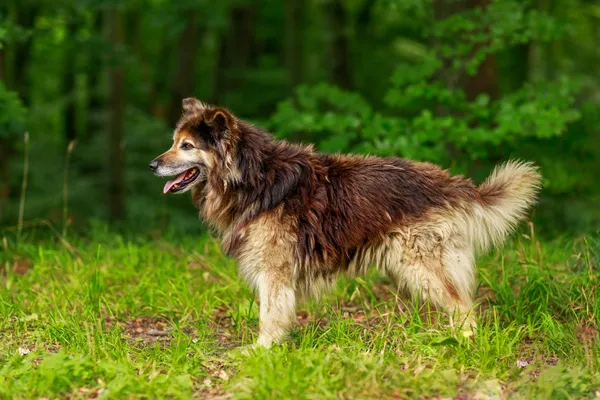 Pies do adopcji, Elbląg, 8 sierpnia 2024 (5/5)