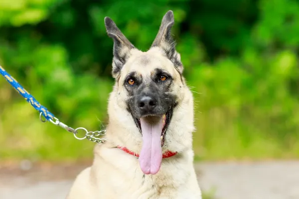 Pies do adopcji, Elbląg, 12 lipca 2024 (5/5)