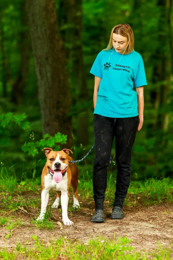 Pies do adopcji, Elbląg, 2 lipca 2024 (4/5)