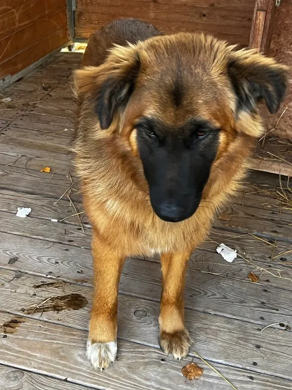 Pies do adopcji, Orzechowce, 26 stycznia 2025 (3/5)