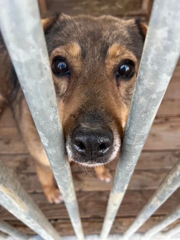 Pies do adopcji, Orzechowce, 24 stycznia 2025 (1/5)