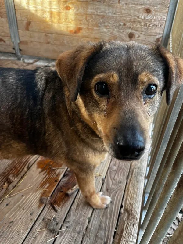 Pies do adopcji, Orzechowce, 24 stycznia 2025 (2/5)