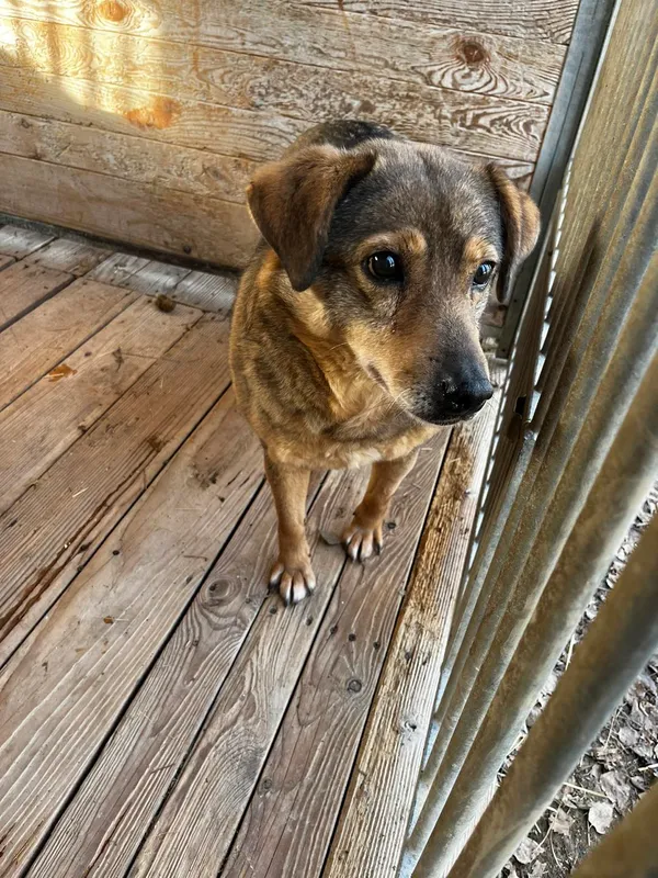 Pies do adopcji, Orzechowce, 24 stycznia 2025 (3/5)