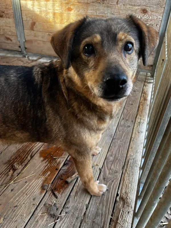 Pies do adopcji, Orzechowce, 24 stycznia 2025 (4/5)