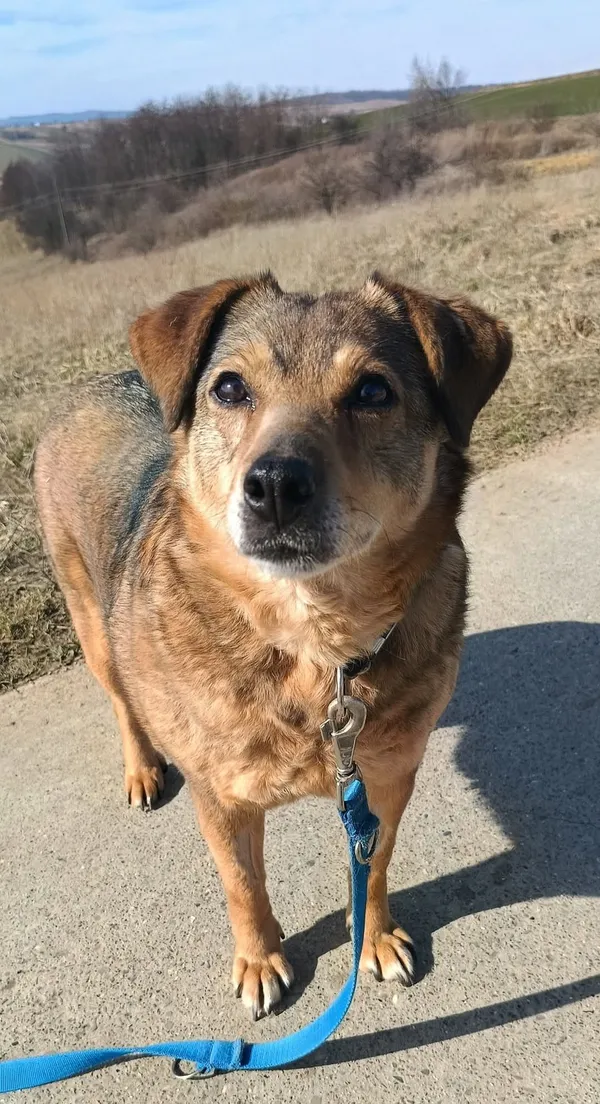 Pies do adopcji, Orzechowce, 24 stycznia 2025 (5/5)