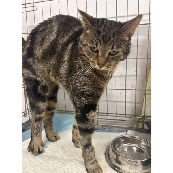 Znaleziono kota, Białystok, 24 stycznia 2025