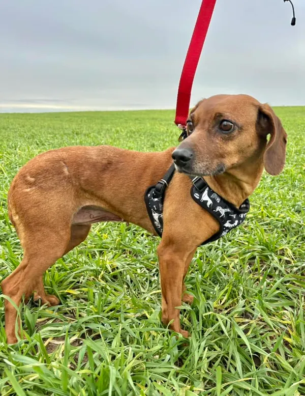 Pies do adopcji, Przyborówko, 27 stycznia 2025 (1/3)