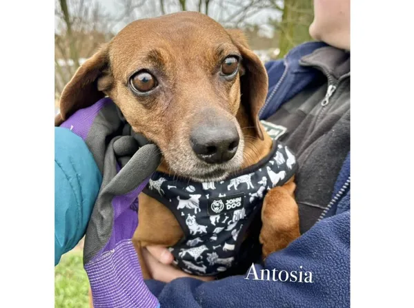 Pies do adopcji, Przyborówko, 27 stycznia 2025 (3/3)