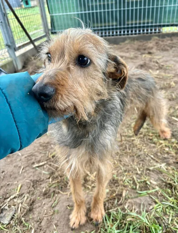 Pies do adopcji, Przyborówko, 27 stycznia 2025 (1/3)