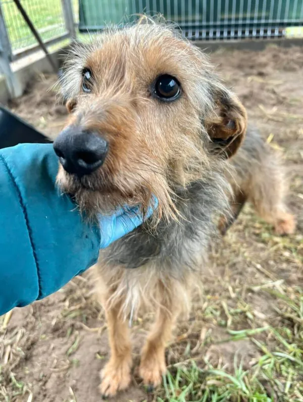 Pies do adopcji, Przyborówko, 27 stycznia 2025 (2/3)