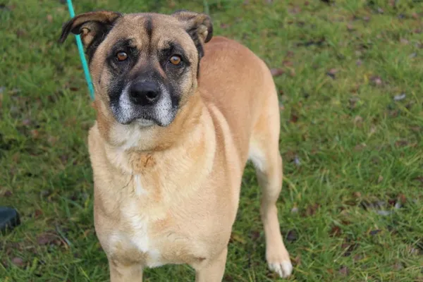 Pies do adopcji, Bełchatów, 12 października 2023 (1/5)