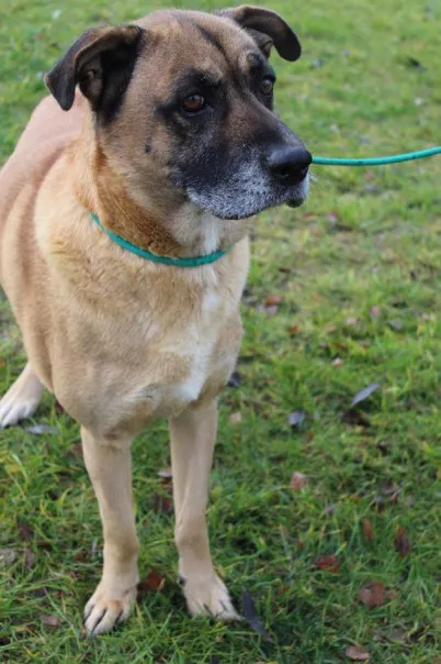 Pies do adopcji, Bełchatów, 12 października 2023 (2/5)