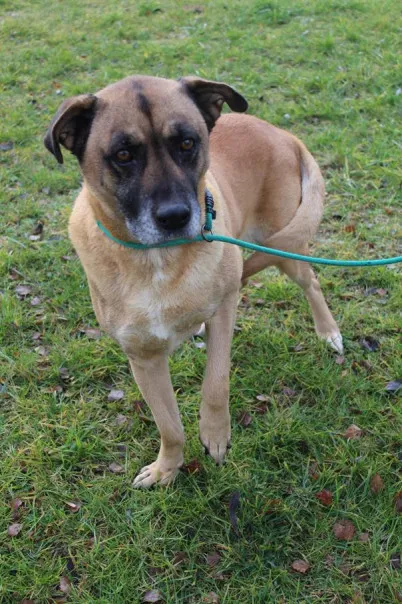 Pies do adopcji, Bełchatów, 12 października 2023 (3/5)