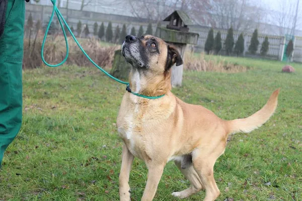 Pies do adopcji, Bełchatów, 12 października 2023 (4/5)