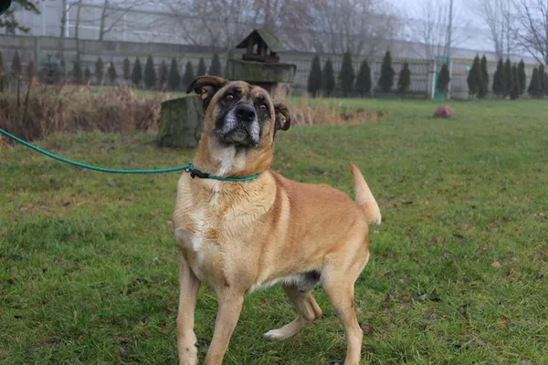 Pies do adopcji, Bełchatów, 12 października 2023 (5/5)