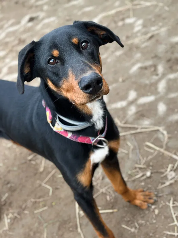 Pies do adopcji, Korabiewice, 26 stycznia 2025 (1/5)