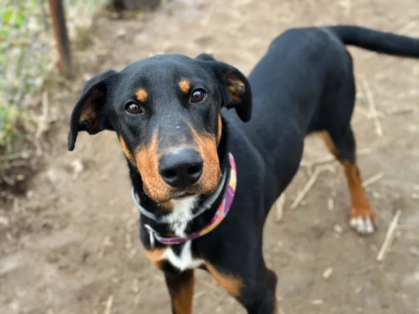 Pies do adopcji, Korabiewice, 26 stycznia 2025 (3/5)