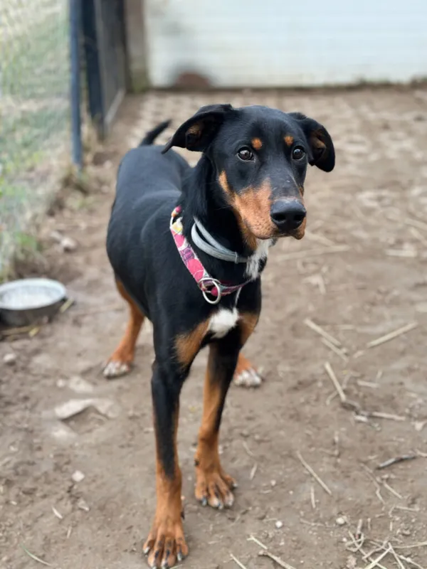 Pies do adopcji, Korabiewice, 26 stycznia 2025 (4/5)