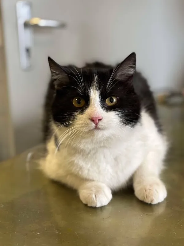 Znaleziono kota, Lublin, 26 stycznia 2025