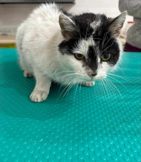 Znaleziono kota, Czartki, 28 stycznia 2025