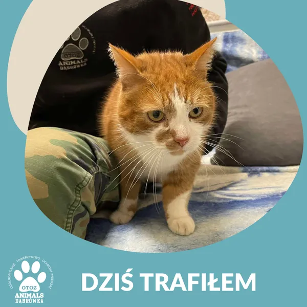 Znaleziono kota, Dąbrówka, 28 stycznia 2025