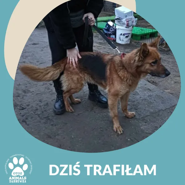 Znaleziono psa, Dąbrówka, 25 stycznia 2025