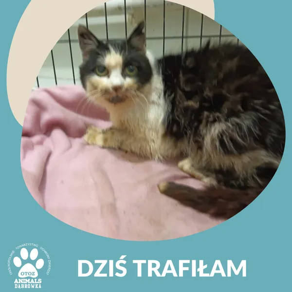 Znaleziono kota, Dąbrówka, 25 stycznia 2025