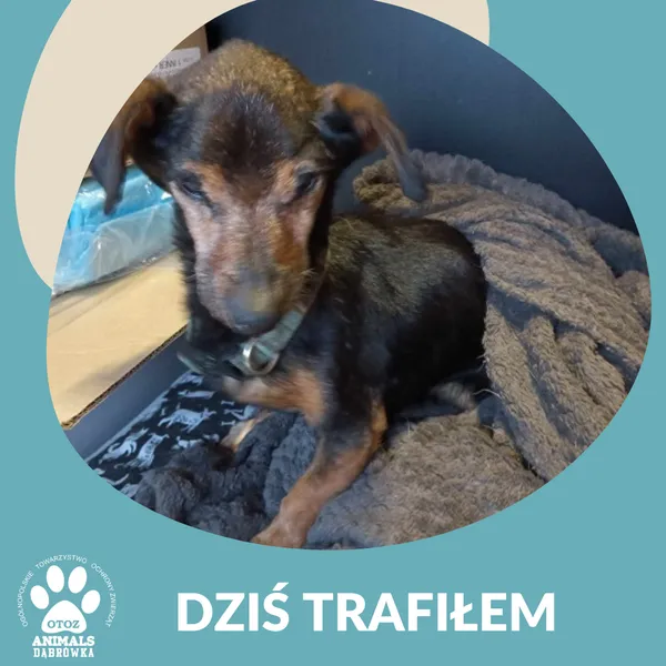 Znaleziono psa, Dąbrówka, 25 stycznia 2025