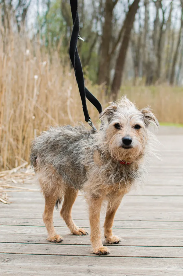 Znaleziono psa, Sosnowiec, 27 stycznia 2025 (1/5)