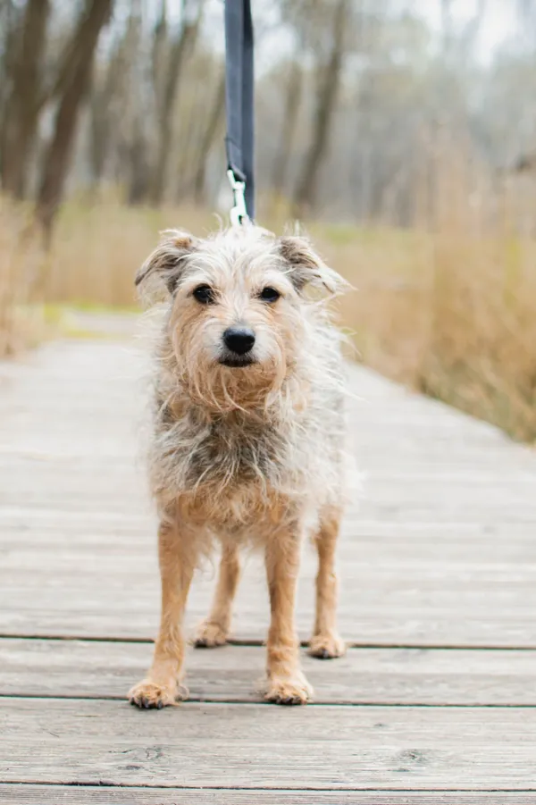 Znaleziono psa, Sosnowiec, 27 stycznia 2025 (2/5)