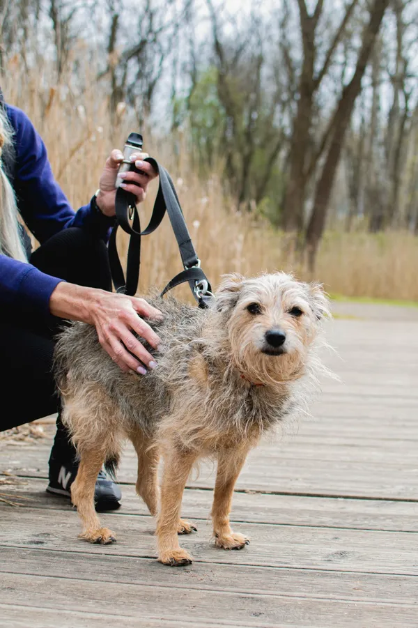 Znaleziono psa, Sosnowiec, 27 stycznia 2025 (3/5)