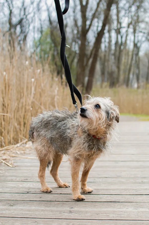 Znaleziono psa, Sosnowiec, 27 stycznia 2025 (4/5)