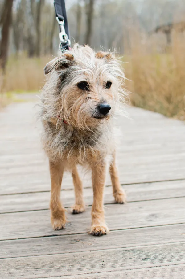 Znaleziono psa, Sosnowiec, 27 stycznia 2025 (5/5)