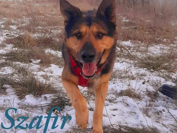 Pies do adopcji, Pawłowo, 28 stycznia 2025 (1/3)