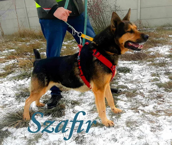 Pies do adopcji, Pawłowo, 28 stycznia 2025 (2/3)