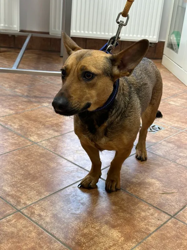 Znaleziono psa, Dobra, 27 stycznia 2025