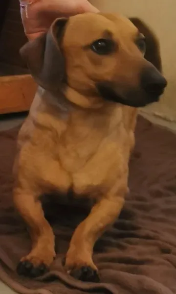 Znaleziono psa, Radom, 27 stycznia 2025