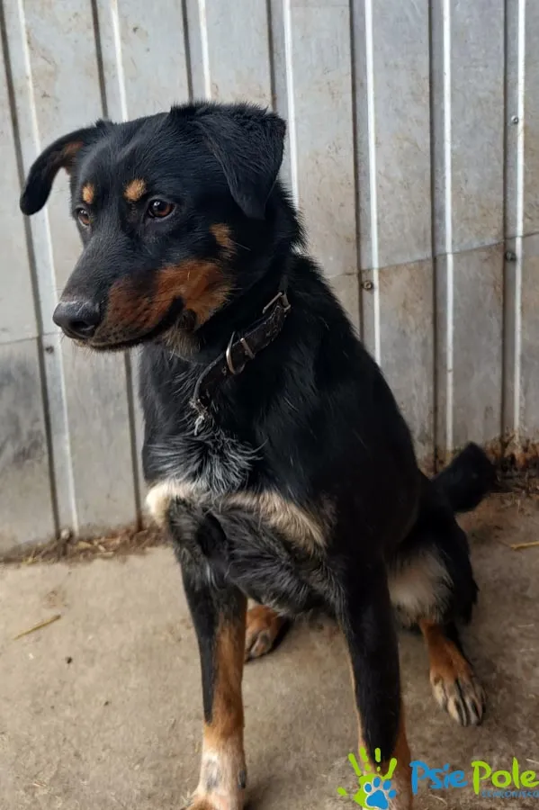 Znaleziono psa, Racławice, 27 stycznia 2025 (4/5)