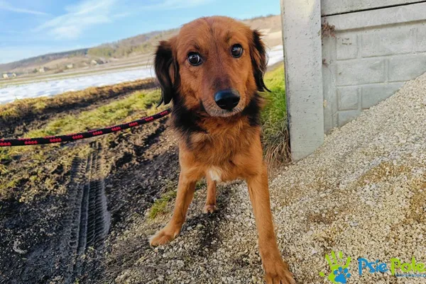 Znaleziono psa, Racławice, 25 stycznia 2025 (1/3)