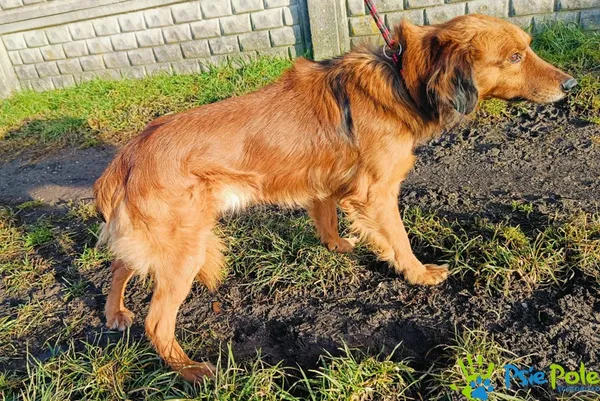 Znaleziono psa, Racławice, 25 stycznia 2025 (3/3)