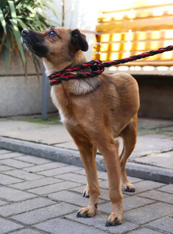 Znaleziono psa, Łódź, 28 stycznia 2025 (1/5)