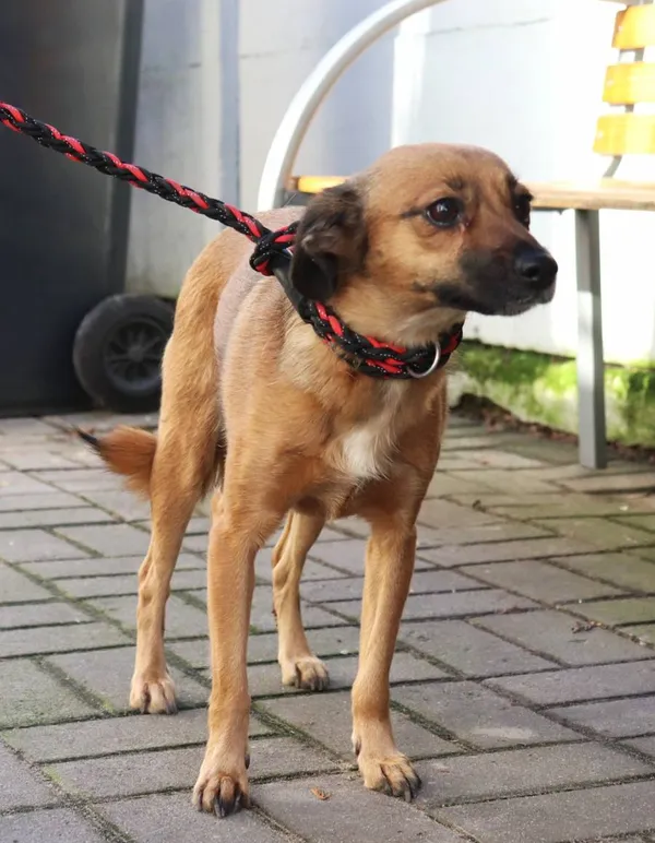 Znaleziono psa, Łódź, 28 stycznia 2025 (2/5)