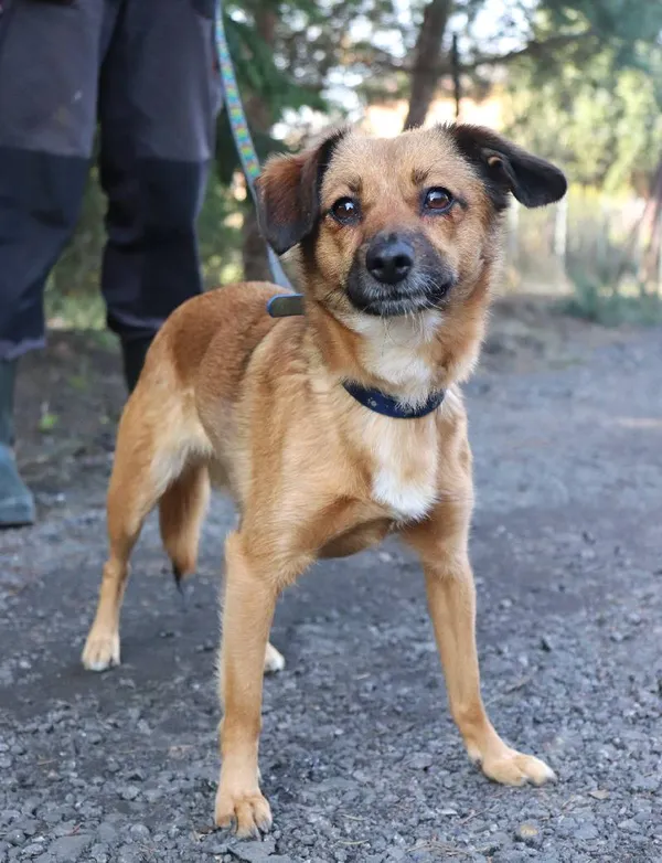 Znaleziono psa, Łódź, 28 stycznia 2025 (5/5)